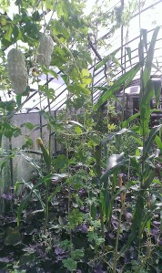 Planting densely vertically