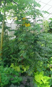 Planting densely vertically