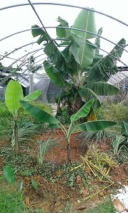 Digging Banana Circle