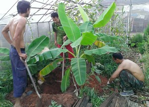 Digging Banana Circle