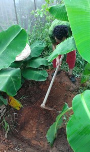 Digging Banana Circle