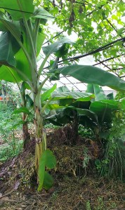 Digging Banana Circle