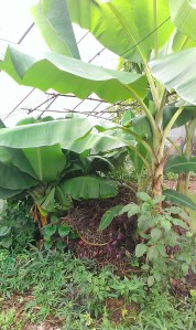 Digging Banana Circle