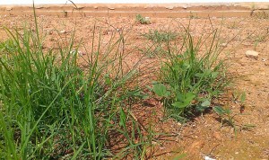 Grass on bare soil