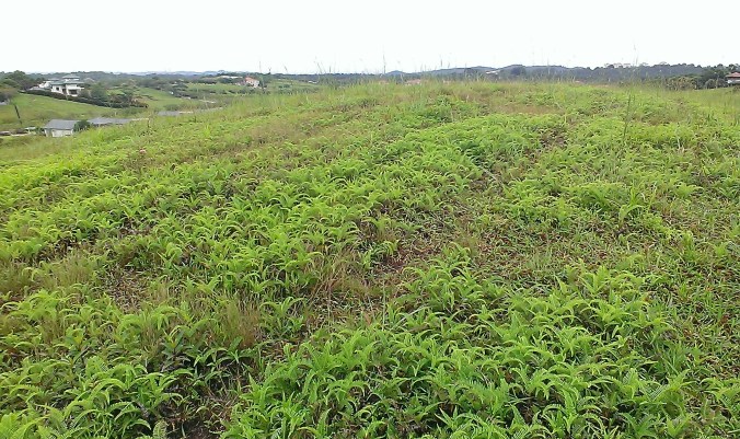 Derelict land that even lallang struggle to grow.