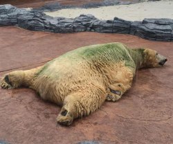 inuka-singapore-zoo-algae