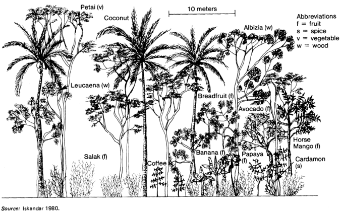 Marten Food Forest Fig 6.2