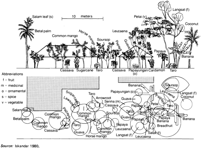 Marten Home Garden Fig 6.5